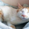会陰尿道瘻造設手術を乗り越えた愛猫モモちゃんとのおだやかな暮らし